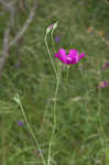 Palmleaf poppymallow